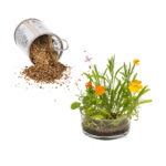 Μαγικός Σπόρος με διάφορα ανοιξιάτικα φυτα
