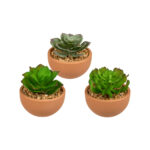 Διακοσμητικά παχύφυτα σε γλάστρα terracotta, 9 x 10 εκ