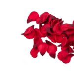 Κόκκινα ροδοπέταλα, 100 τμχ (Valentine's Day)