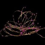 ΧΡ 100 MICROLED ΧΡΥΣΟ/ΡΟΖ 8ΠΡΟΓΡΑΜ 5ΜΕΤΡΑ ΕΣΩΤ & ΕΞΩΤ ΧΩΡΟΥ CHRISTMAS