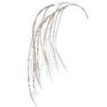 ΧΡ ΣΑΜΠΑΝΙ ΚΡΕΜΑΣΤΟ ΚΛΑΔΙ 120ΕΚ CHRISTMAS